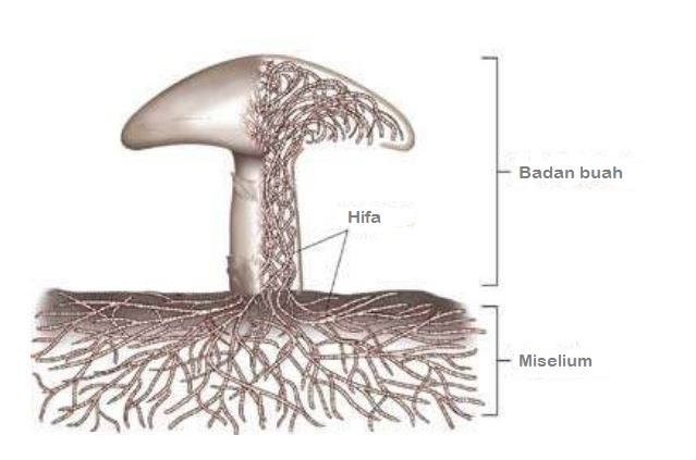 struktur tubuh fungi atau jamur