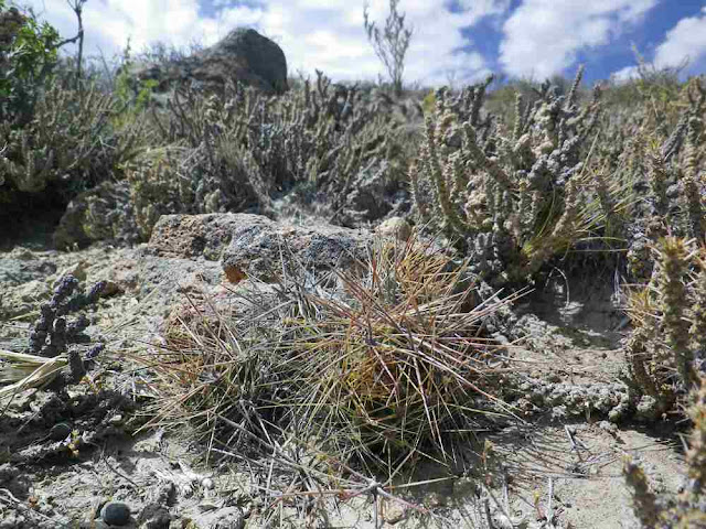 xuong-rong-austrocactus-patagonicus