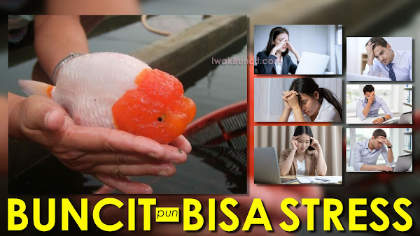 8 Ciri Ikan Mas Koki Sedang Stress, Pengobi WAJIB PEKA! Nomor 6 Sering Terlewatkan