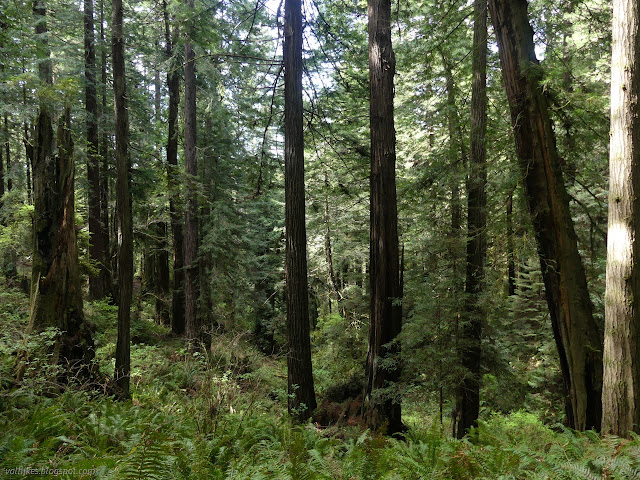 25: sloping hillside with trees