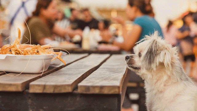 Can My Dog ​​Eat Mussels? Is Mussels Safe For Dogs?