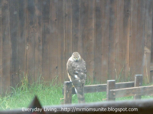 photo of a Sharpshin sitting