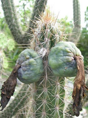 Cactus plants