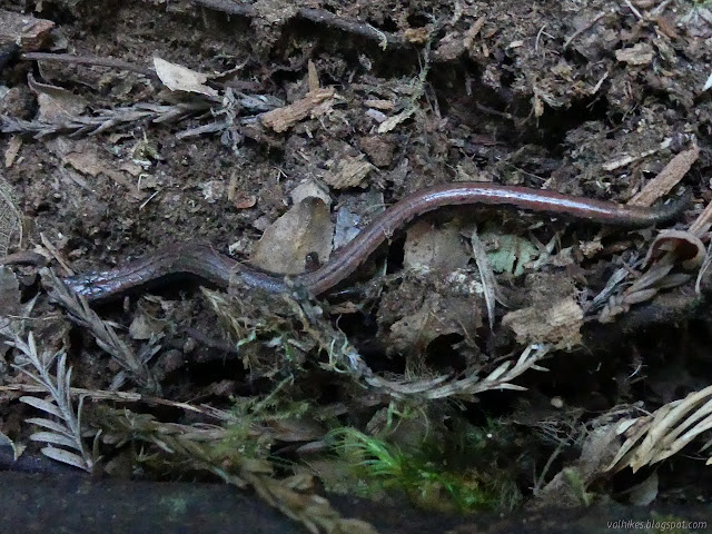 slender salamander