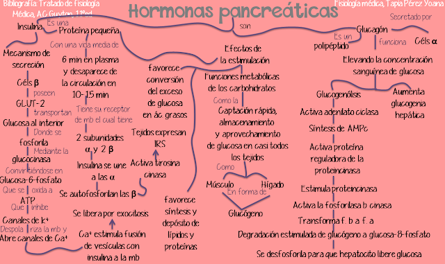 Resultado de imagen para PANCREAS ENDOCRINO