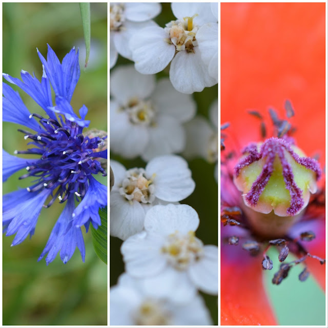 Drapeau Bleu-Blanc-Rouge avec des fleurs