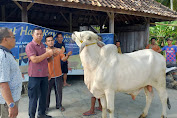 Pemkab OKU Timur Salurkan 38 Ekor Sapi Qurban Pada Idul Adha 1443 H.