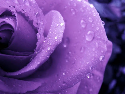 Purple Rose Normal Resolution HD Wallpaper 13