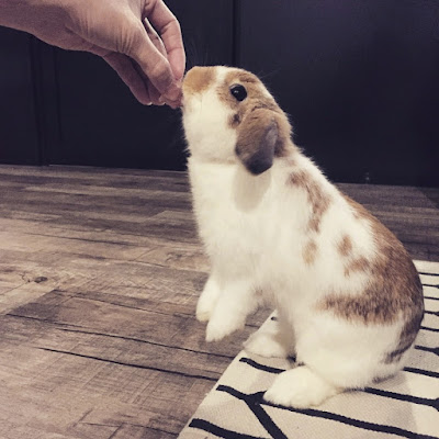 Feeding a rabbit