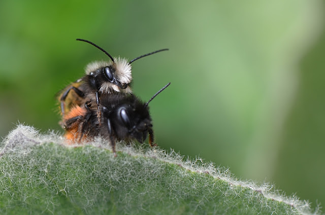 Osmie cornue (Osmia cornuta)