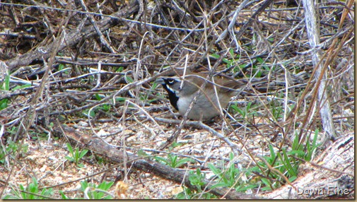 catalina birds and_053