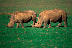 rinoceronte blanco Ceratotherium simum