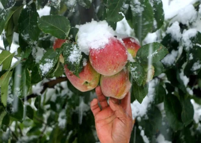 Snowfall Predicts in Kashmir, Horticulture issues Advisory for Orchardists