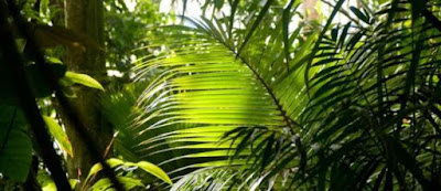 Plantas y bosque tropical