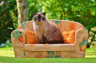 kucing british shorthair gemuk