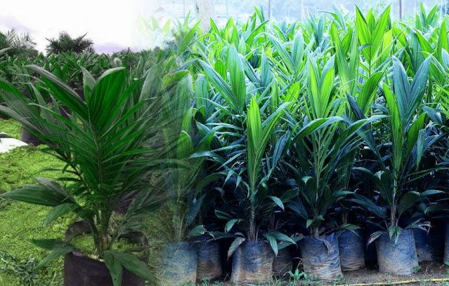 The order of planting oil palm includes the work of determining spacing, planting on the ground, and planting. Oil palm spacing varies according to plant characteristics. The spacing will determine the population and quality of plant growth. Erection to adjust the location of plants. Planting consists of preparing the plants, making planting holes, retailing the seeds and planting them.