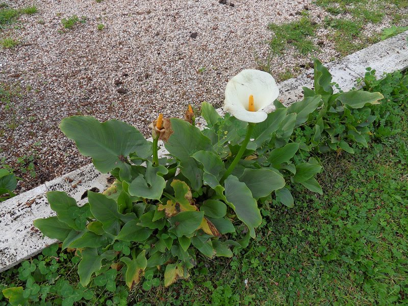  bunga  lili  putih ThE sToRy oF mE