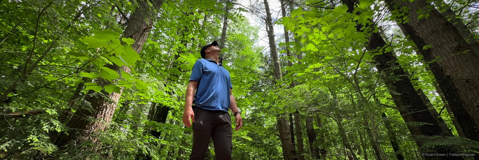 Man looking up into green trees