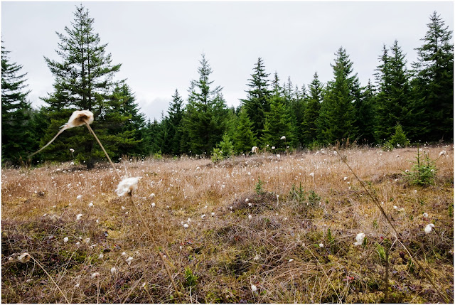 Backpacking Dolly Sods