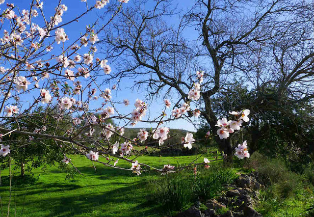 Almond Tree Blossoming in a garden