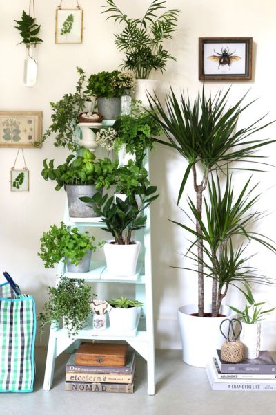 plant decoration ideas at home