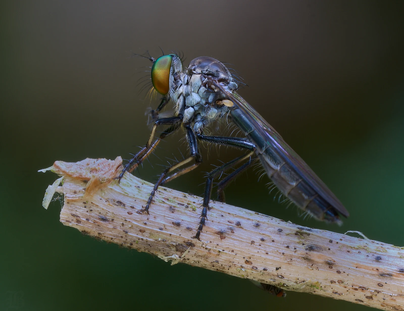Photographers need to look long and hard to find a more naturally beautiful and cooperative model than a Robber Fly