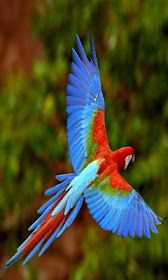 bright blue and red parrot in flight