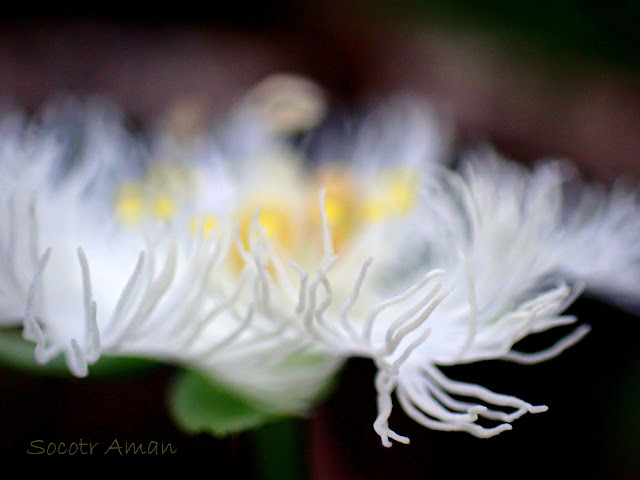 Parnassia foliosa