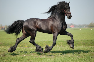 kuda termahal di dunia 1# kuda friesian