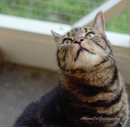 tabby cat gazing upwards