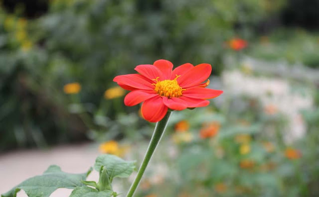 Mexican Sunflower Pictures