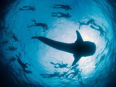 Amazing Whale Shark