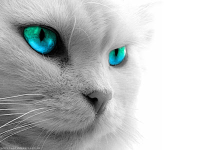 cat eye colour light blue