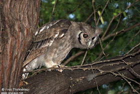 búho lechoso Bubo lacteus