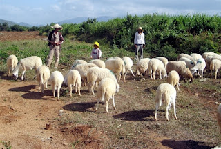 Cừu giống ninh thuận