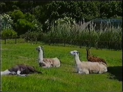 2001.06.09-02-006 lamas