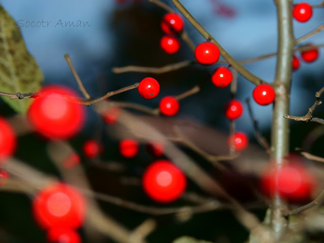 Ilex serrata