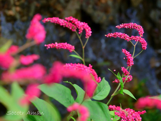 Persicaria orientalis