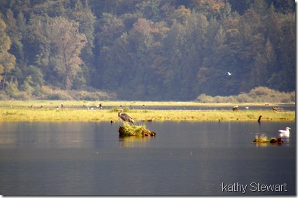 Heron, Gull and Eagles
