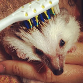 funny animal pictures, hedgehog getting brushed