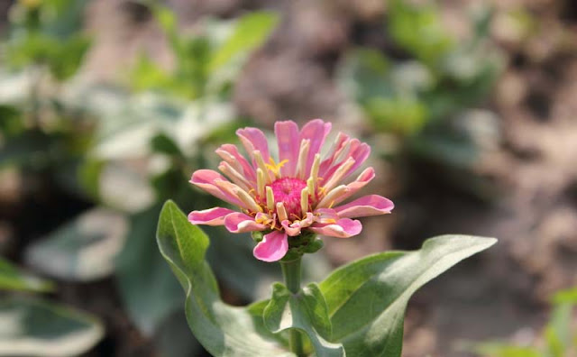 Zinnia Flowers