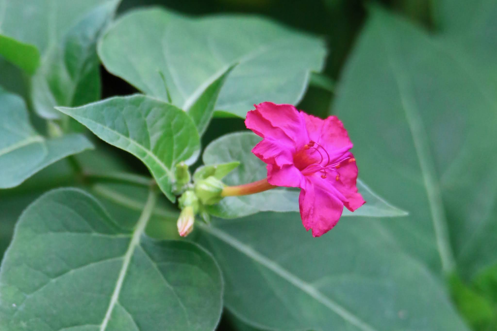 Most common Weeds and Wild flowers, and grasses with name in Karnataka,. India, high resolution free