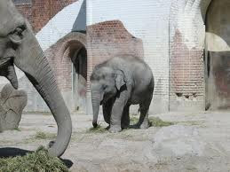 Belalai gajah