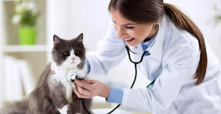 vet tech programs near me