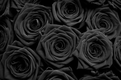 Valentine’s Day Black Roses Image