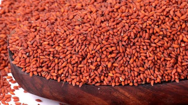 فوائد حب الرشاد للصحة والتغذية