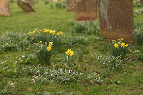 wild flowers in the church yard in spring
