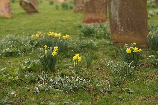 wild flowers in the church yard in spring