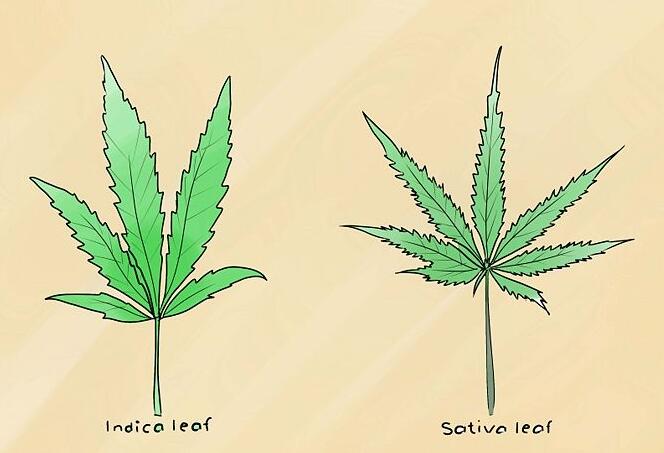 大大泡泡糖 Marihuana Cigarette 大麻种植教程 大大泡泡糖 Marihuana Cigarette 大麻种植教程
