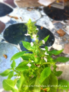 羅勒開花 Flowers of basil